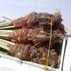 نخل للبيع اسعارطيبه