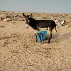 حمار للبيع