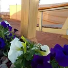 مخيم للإيجار بالمشاعله