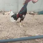 ديك شامو