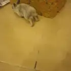 ارانب بلديه