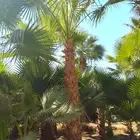 نخل واشنطن