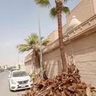 تكريب وتنظيف وشذاب نخل العربي ول واشنطونيا