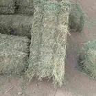 برسيم مخلوط