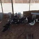 بط بكيني