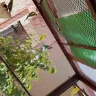 بيع بادجي اعمار صغيره غير معروف الجنس