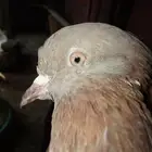 حمام جولدن دجاج بلدي