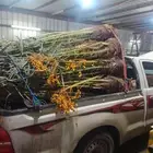 نخل القصيم نخلوطيب ومثمر