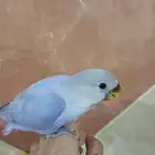 طير روز اليفه هدد غر