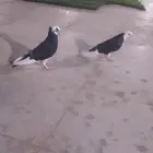 عرض على حمام البيع العدد ثلاث حبات