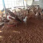 ديوك بلدي