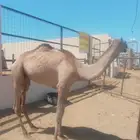 قعود للبيع