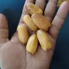 ابوعمارلبيع التمرالفاخروقطيع انخل وتكريبة