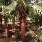 نخل واشنطني جميع المقاسات تواصل