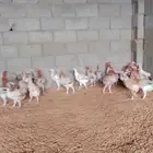 دجاج بلدي بياض ورقاد على الشرط