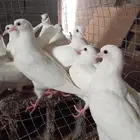 يوجد زغاليل الكميه محدوده