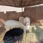 الطليان و رخال