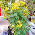 تنسيق حدائق بنواعها