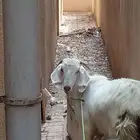 تيس