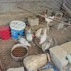 ديك ذكران من 10 ريال