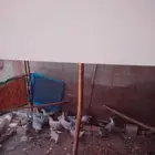 دجاج فيومي المنيو