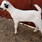 مشروع فحل داغور فاخر