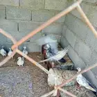 حمام باكستاني وبلدي للبيع غميقه الديه