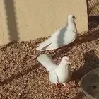 الجوز حمام صنعاني مع فروخو الموقع مكه