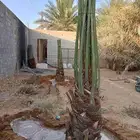 يوجد لديناء جميع انواع النخيل الزينه والعربي وجميع انوع