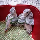 فروخ كنيور قرين شيك