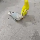 روز لاتينو وازرق للبيع