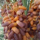 جميع انواع انخيل من متر الي مترين وفوق للبيع