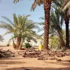 نخل عربي خمسه متر طوال