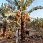 نخل مثمر للبيع نخيل اخلاص سكري برحي صقعي مجدول هلالي غر سلمى