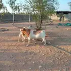 تيس بورقت مهجن