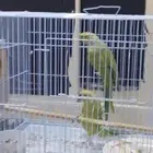 ببغاء الدره الهندي للبيع