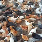 صوص فيومي ومشكلة عمر شهرين ونص الكميه مفتوح البيع لايقل 100