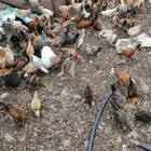 صوص140 بلدي وفيومي للبيع 7