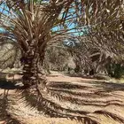 نخيل درجه اولى عربي و واشنطن