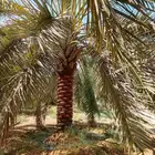 نخل عربي ممتاز درجه اولى