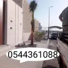 زراعة نخل زينه واشنطن أشجار تنسيق حدائق زراعة ثيل طبيعي