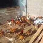 دجاج بلدي للبيع