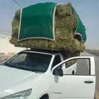 برسيم شقراء
