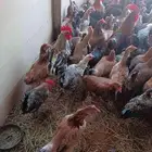يوجد لدي دجاج بلدي وفيومي طيبه