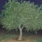 زيتون بسعر مناسب جدان زيتون مبالي