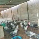 صوص عمر 3اشهور ونص