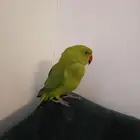درا للبيع