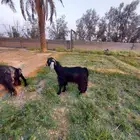 تم البيع باقي التيس