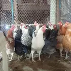 دجاج بلدي بياض