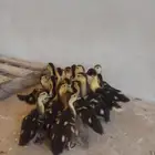 بط سوداني